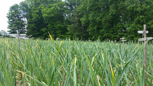How to harvest hardneck garlic scapes