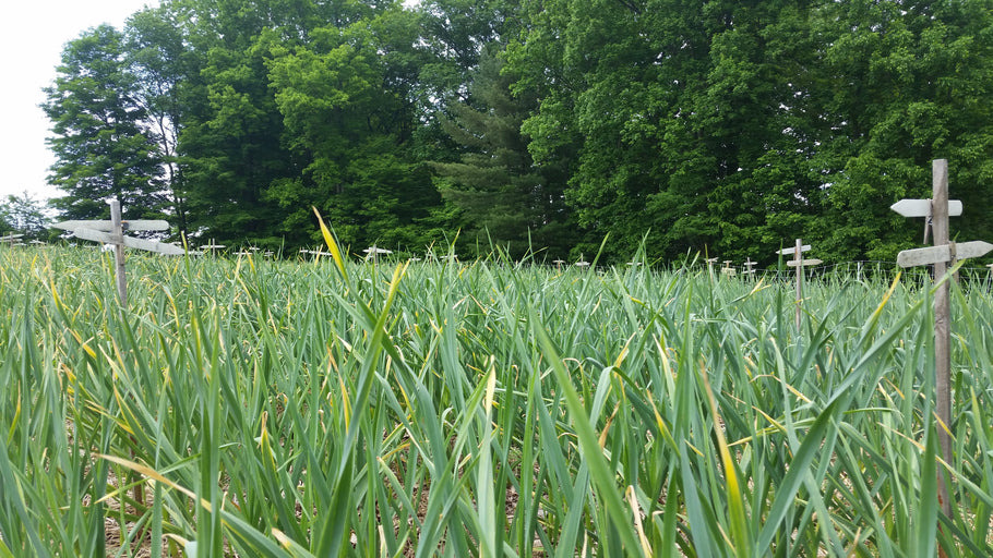 How to harvest hardneck garlic scapes
