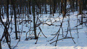 A walk in the woods