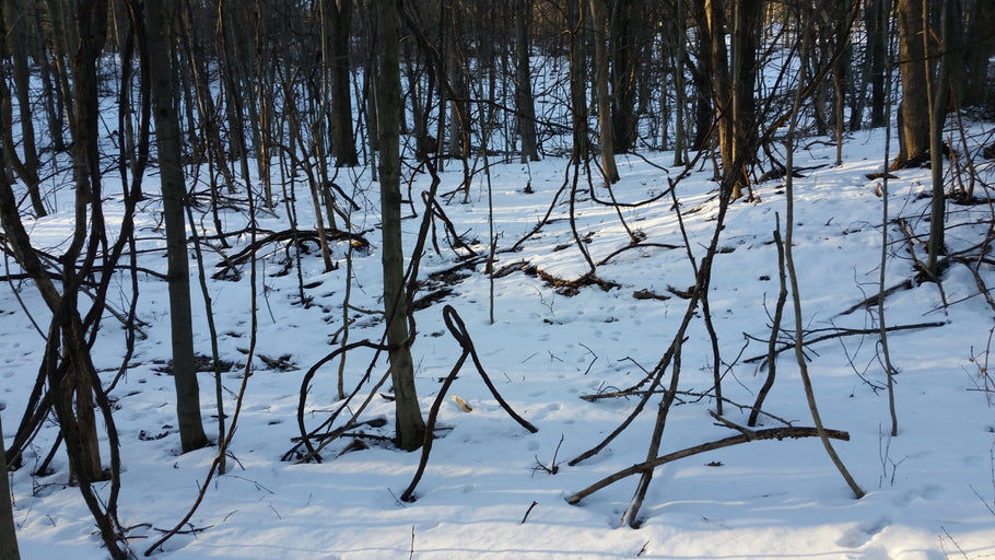 A walk in the woods