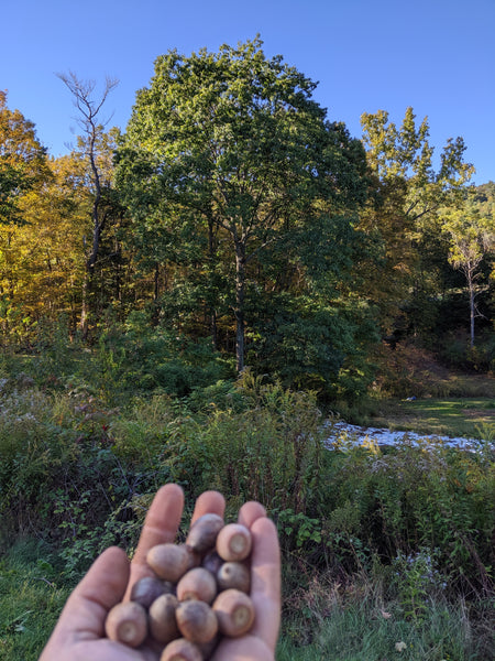 Acorn gathering, druids, and oaks