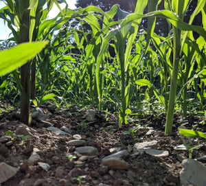 Heirloom corn