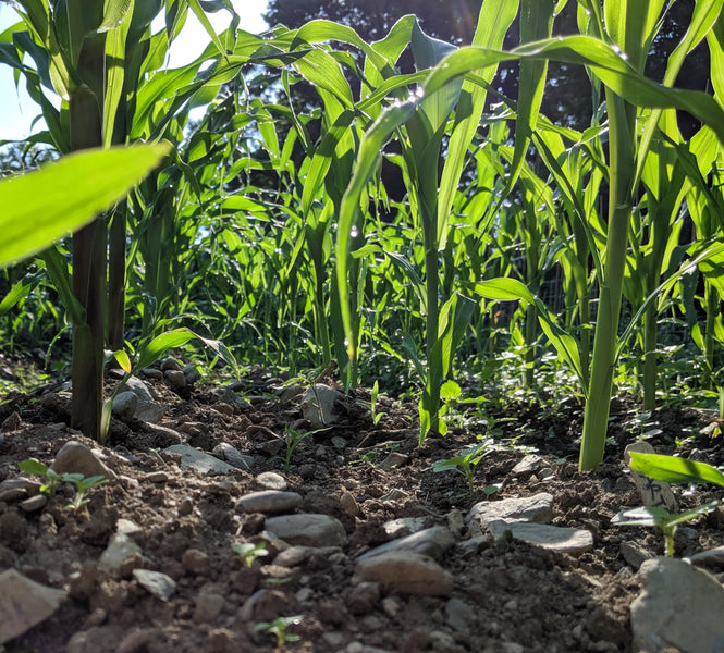 Heirloom corn