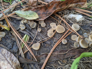 This winter's reading...garlic, organic matter, and prosocial behavior