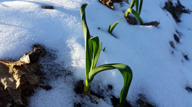 Tough garlic plants growing through leaves and snow