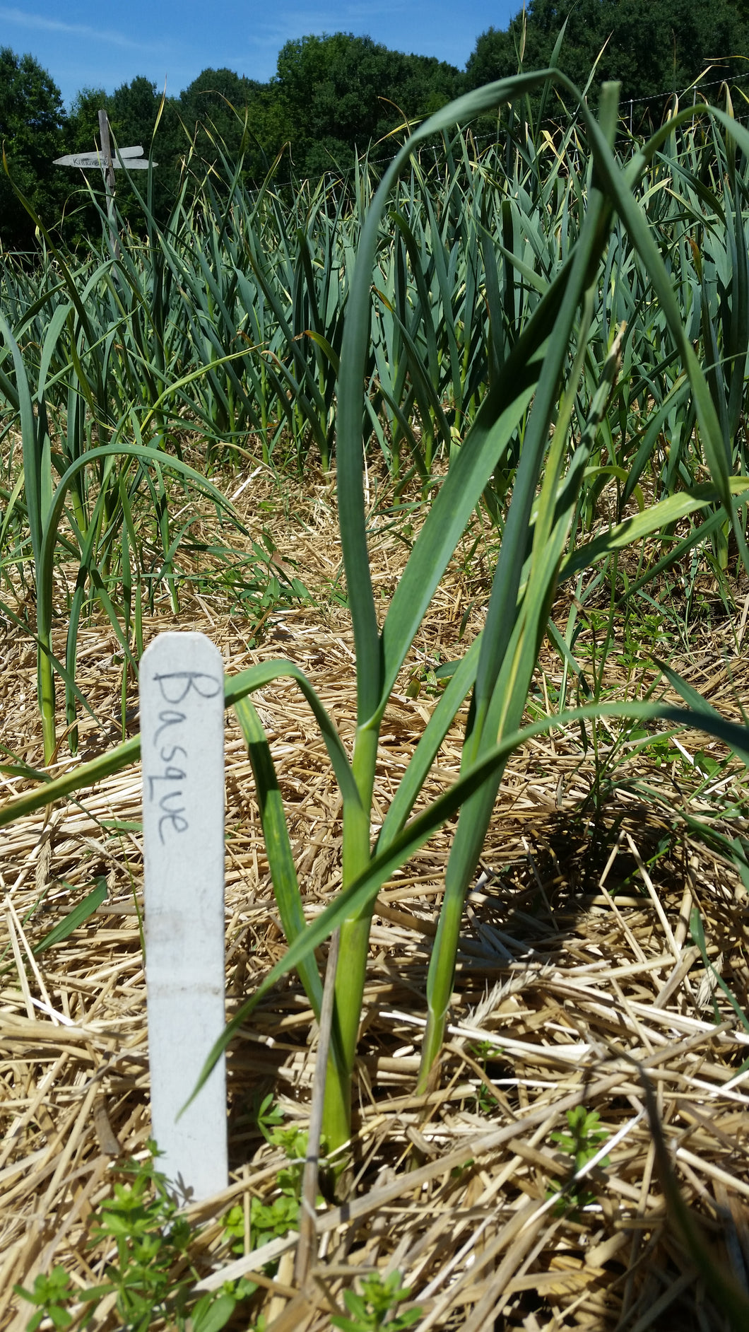 Basque garlic plants