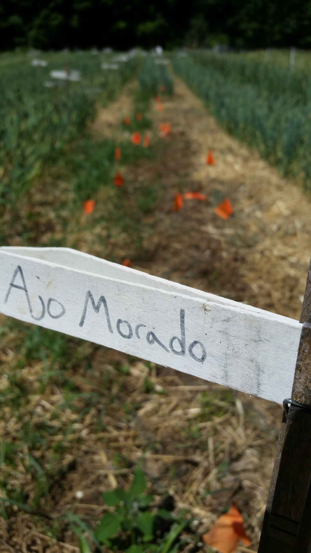 Ajo Morado de Las Pedroñeras