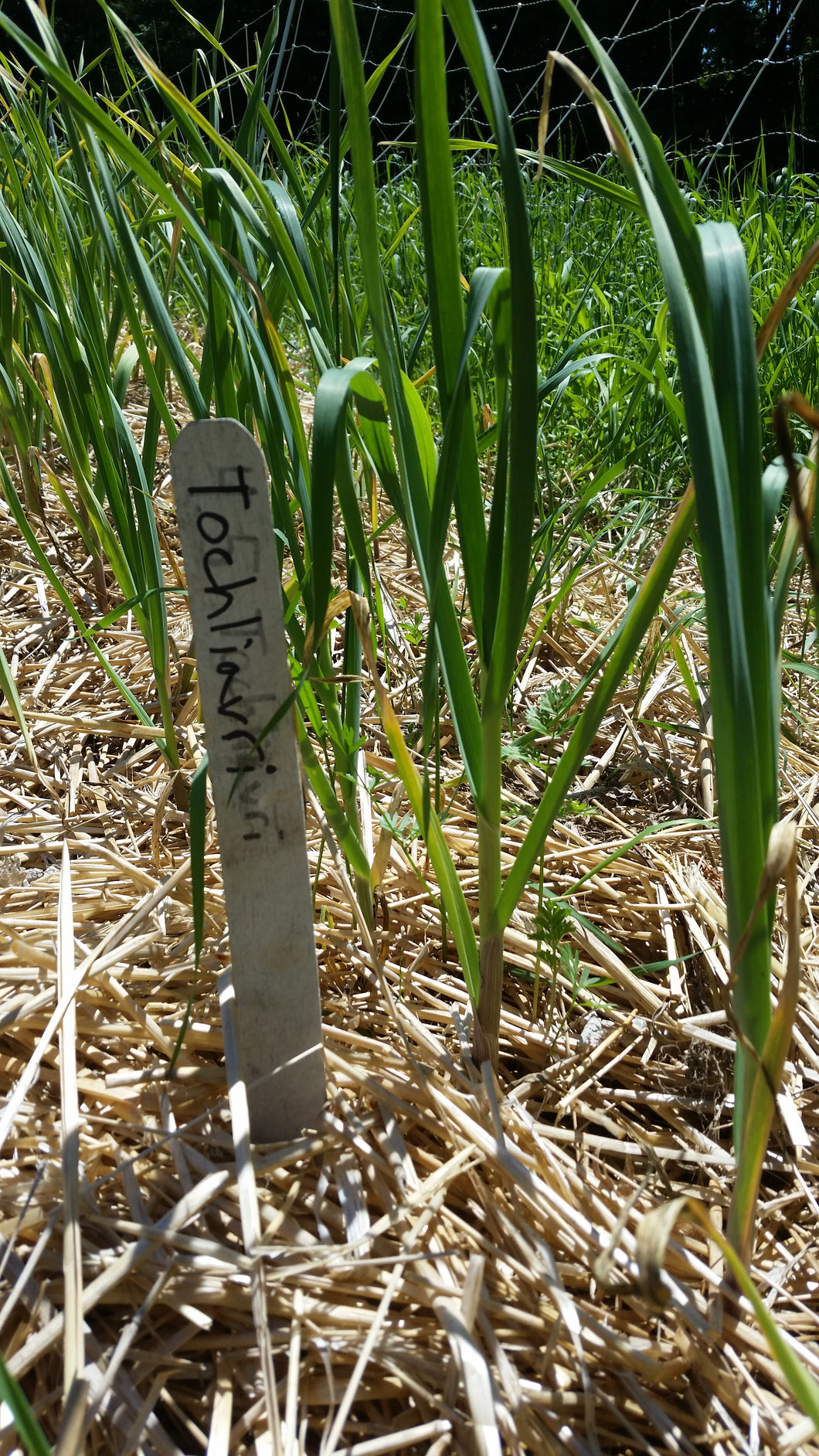 Tochliavri- heirloom softneck garlic from the Republic of Georgia