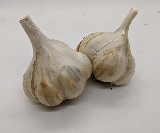 Chet's Italian Softneck Artichoke garlic
