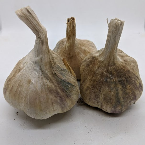 French Red heirloom softneck garlic bulbs