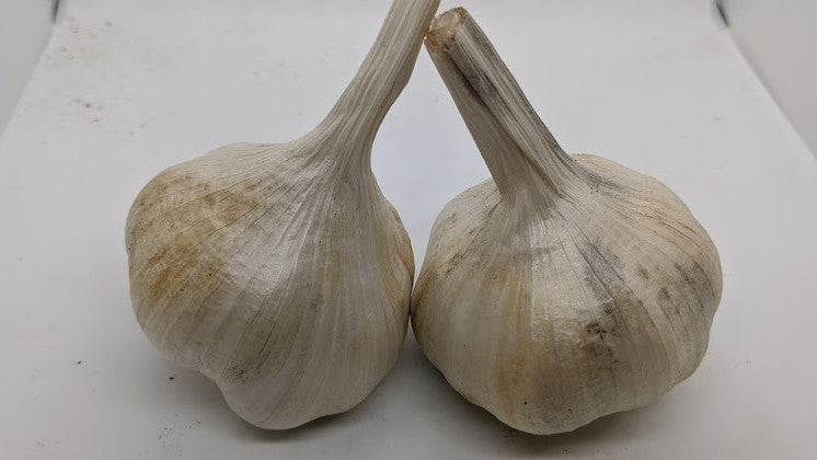 Okrent softneck Artichoke garlic. An heirloom of unknown origin