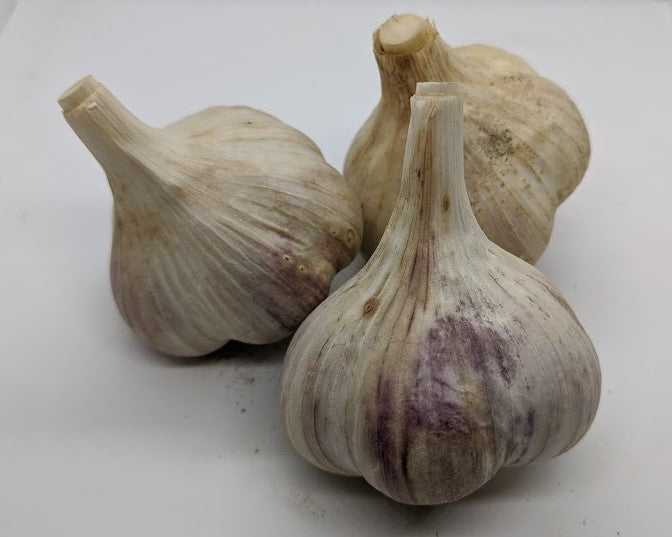 Persian Tempest garlic bulbs, of the Purple Stripe family