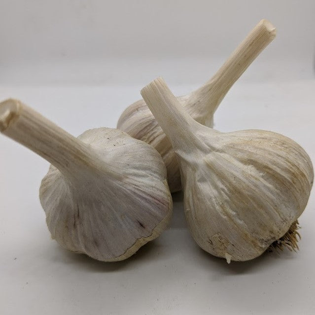 Tibetan heirloom garlic, from the Tibetan plateau.