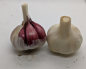 Rose de Lautrec garlic bulbs- with a deep red clove wrapping color and attractive white bulb papers.