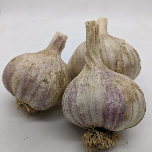 Purple Glazer, also known as Mchadijvari #1, a Glazed Purple Stripe variety from the Republic of Georgia