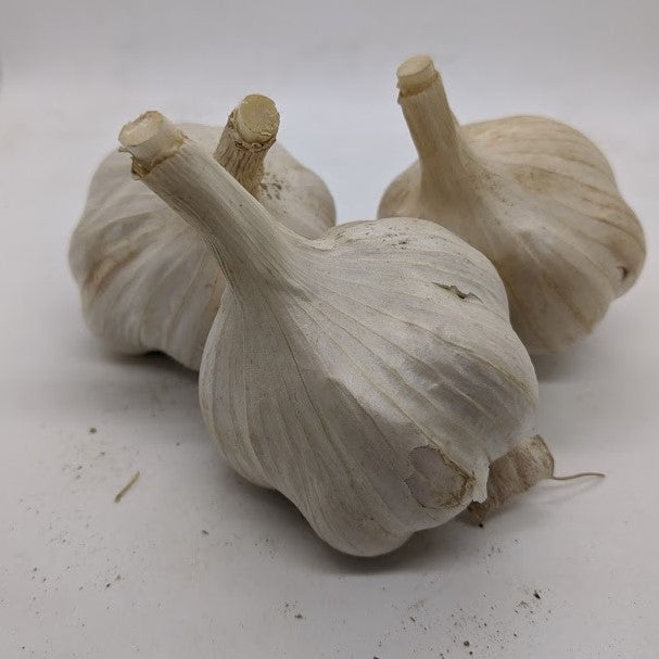 Red Rezan garlic bulbs- a Glazed Purple Stripe variety from the Moscow region in Russia.