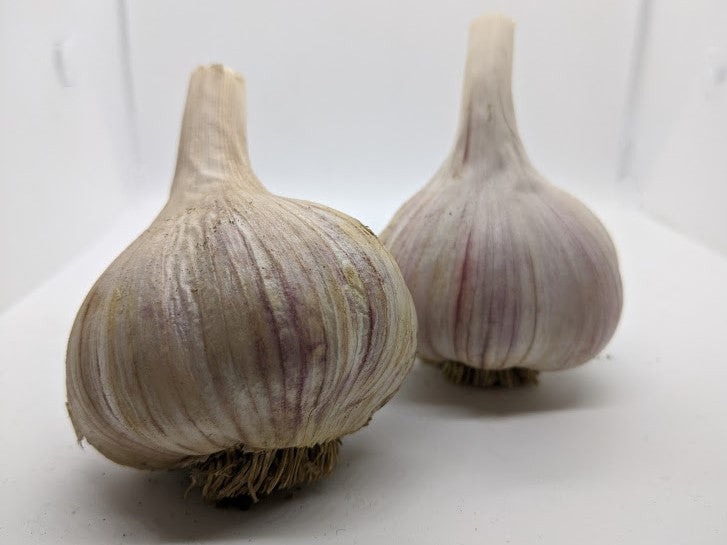 Bogatyr garlic bulbs. Bogatyr is a Marbled Purple Stripe variety from Russia
