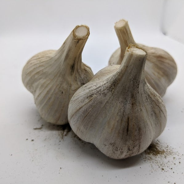 Bzenc garlic bulbs, also spelled Bzenec, from Bzenec in the Czech Republic.