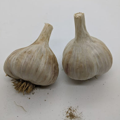 Jovak garlic bulbs- a Marbled Purple Stripe from the Czech Republic / Slovakia