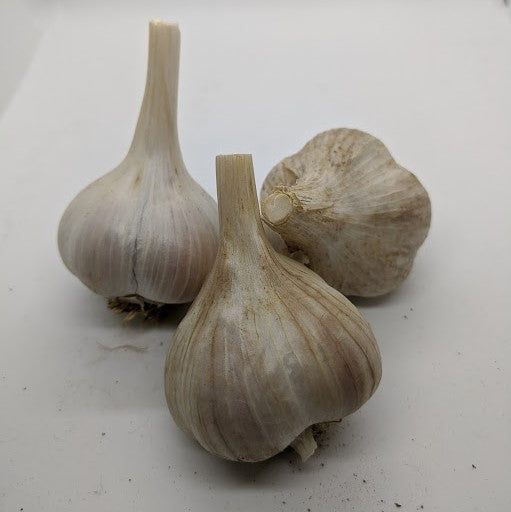 Khabar garlic bulbs- from Siberia via Alaska, a Marbled Purple Stripe heirloom.