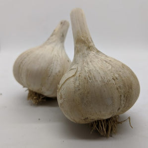 Shatili garlic bulbs. An heirloom Purple Stripe from the Republic of Georgia.