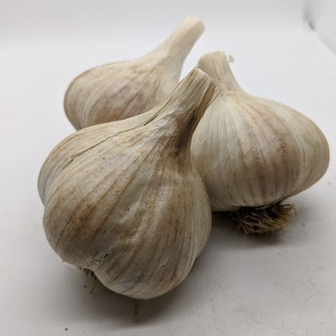 Siberian heirloom garlic bulbs. Marbled Purple Stripe variety from Siberia.