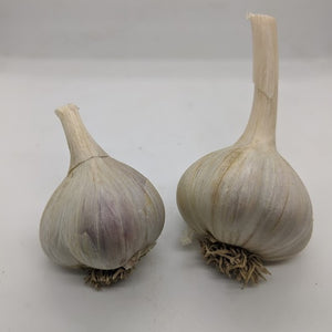 Pavonis garlic bulbs- a True Seed Origin garlic that is the result of a Krasnodar White "mother" and a possible Marbled "father"