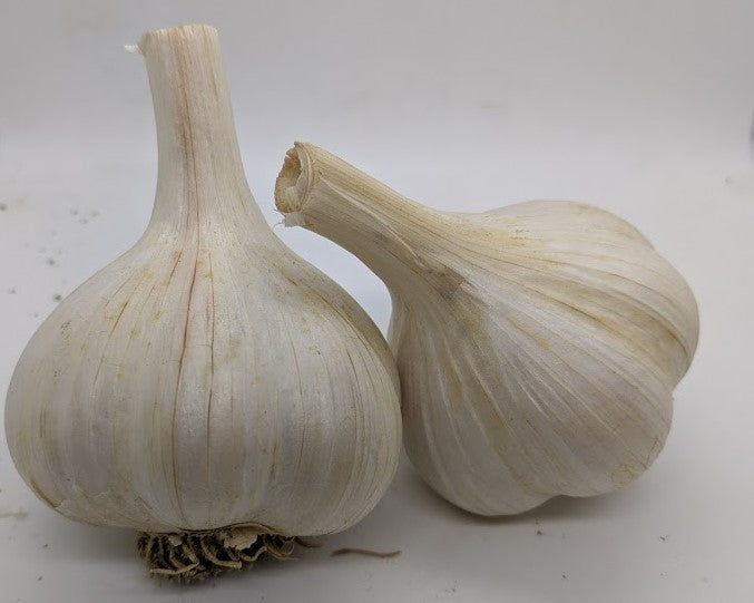 German White garlic bulbs. An heirloom Porcelain type