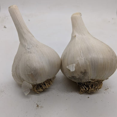 Krasnodar White garlic bulbs. A Porcelain variety from the Krasnodar region of Russia, near the Black Sea