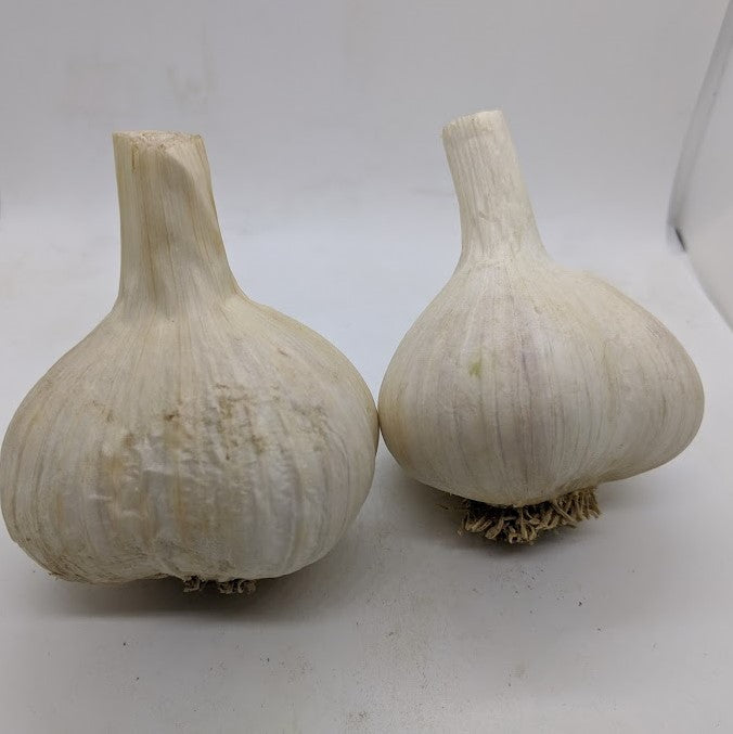 Music garlic bulbs- a Porcelain variety