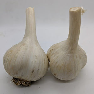 Polish White garlic bulbs- an heirloom Porcelain variety