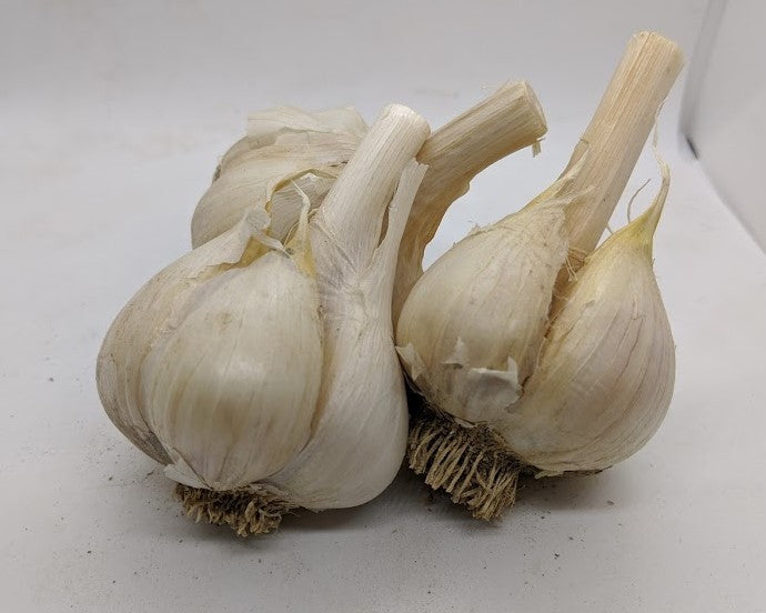 Romanian Red garlic bulbs. A Porcelain variety from Romania