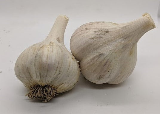 Russian Giant garlic bulbs. A Porcelain variety.