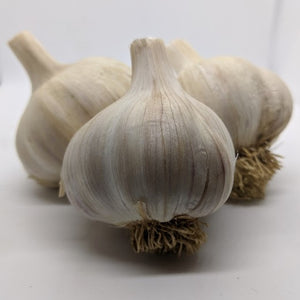 Chesnok Red garlics bulbs, also known as Shvelisi, heirloom Purple Stripe garlic variety from the Republic of Georgia.