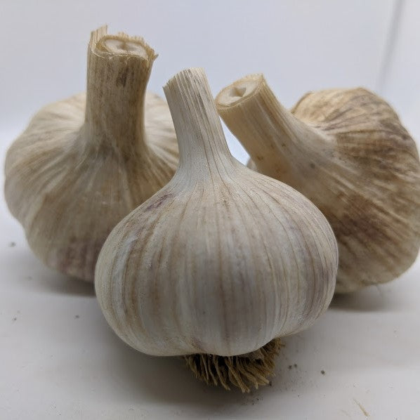 Metechi heirloom garlic bulbs