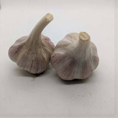 Skuri garlic bulbs- an heirloom Purple Stripe from the Republic of Georgia.