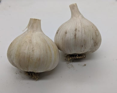Carpathian heirloom garlic. A Rocambole type from the Carpathian Mountains in Eastern Europe