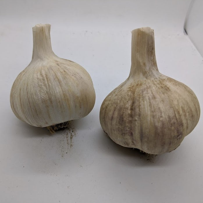 German Red heirloom Rocambole garlic