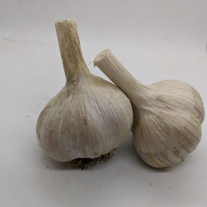 Russian Red garlic bulbs. An heirloom Rocambole type