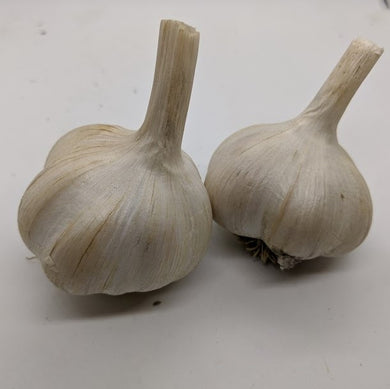 Ukrainian garlic bulbs. A Rocambole type from Ukraine
