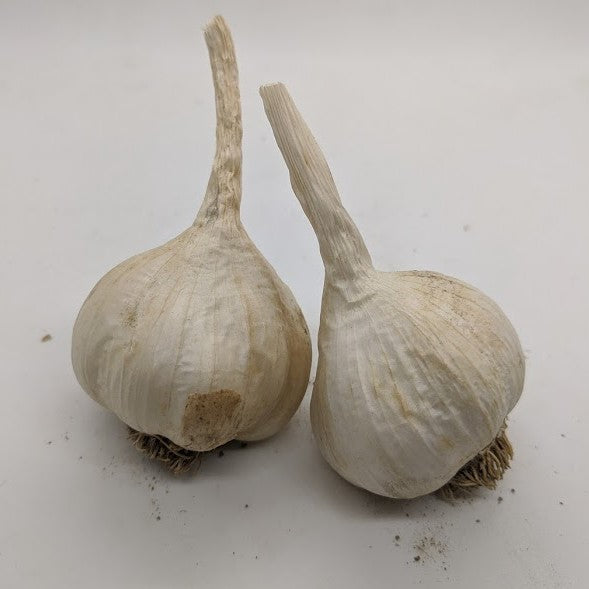 Bolivian Silverskin garlic bulbs