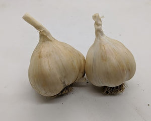 Saint Helens garlic bulbs. An heirloom Silverskin