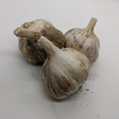Xian garlic bulbs, a Turban variety