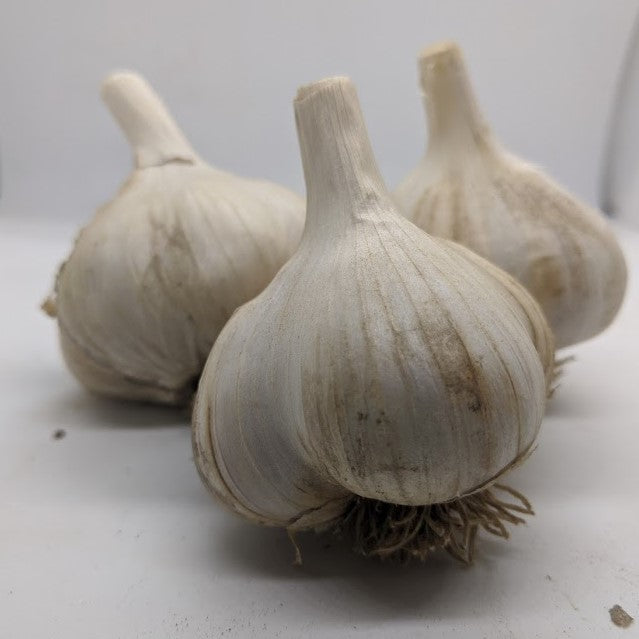 Jaxartes garlic bulbs- a variety collected from the wild in Tajikistan