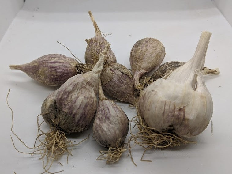 Nepal garlic bulbs and rounds